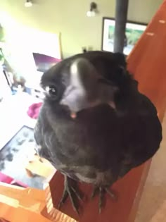 a black bird sitting on top of a wooden table