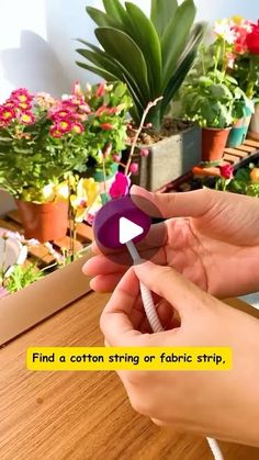 a person is holding an object in front of some potted plants with words describing how to find cotton string or fabric strip