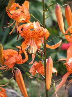 an orange flower with spots on it