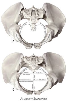 Pelvic Bone Anatomy, Base Anatomy, Arteries Anatomy, Inside Human Body, Human Skeleton Anatomy