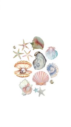 various seashells and starfish on a white background