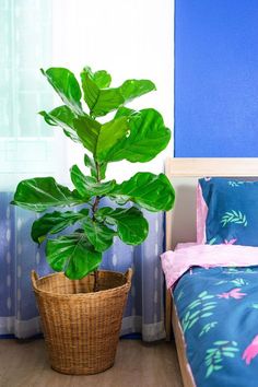 a potted plant sitting next to a bed in a room with blue walls and curtains