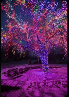 an illuminated tree in the middle of a park