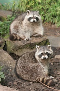 two raccoons are sitting on some rocks