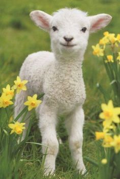 a baby lamb standing in the grass next to some yellow daffodil flowers