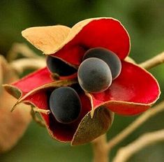 a red flower with two black berries on it