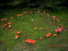 many red mushrooms are growing in the grass