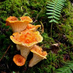 three orange mushrooms are growing in the forest