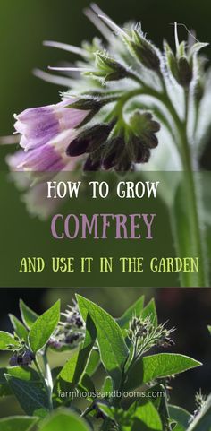 two pictures of comfrey growing in the garden Growing Comfrey, Comfrey Tea, Comfrey Plant, Best Herbs To Grow, Flower Farming, Herb Garden In Kitchen, Herb Gardens