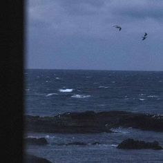 seagulls flying over the ocean at night