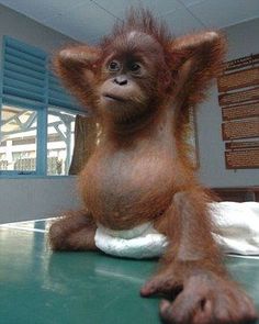 an orangutan is sitting on the floor with its mouth open