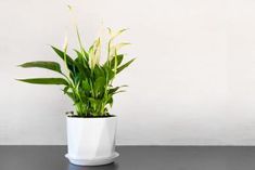 a potted plant sitting on top of a black table next to a white wall