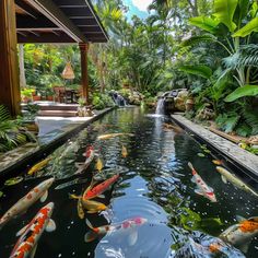 a large pond filled with lots of fish