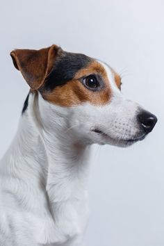 a close up of a dog with a white and brown face looking off to the side