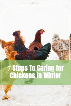 chickens in the snow with text overlay that reads 7 steps to caring for chickens in winter