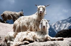 two mountain goats are sitting on the rocks