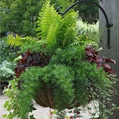 a potted plant hanging from a wooden post