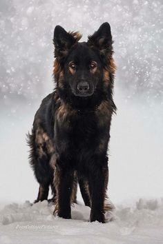 a black and brown dog standing in the snow