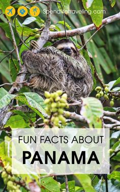 a sloth sitting on top of a tree branch with the words fun fact about banana