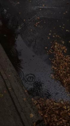 an umbrella sitting on the side of a road next to leaves and fallen down trees