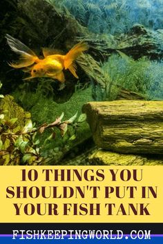 goldfish swimming in an aquarium with text overlay that reads 10 things you shouldn't put in your fish tank