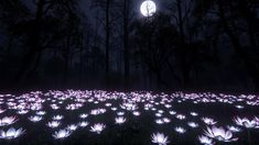 a field filled with lots of purple flowers under a full moon lit sky at night