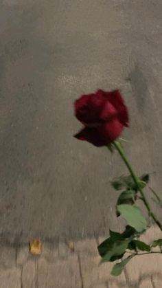 a single red rose sitting on the sidewalk