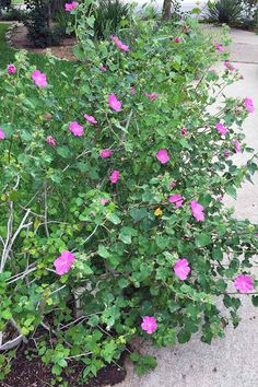 pink flowers are blooming on the side of a sidewalk in front of a house