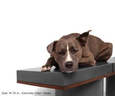 a brown dog laying on top of a table