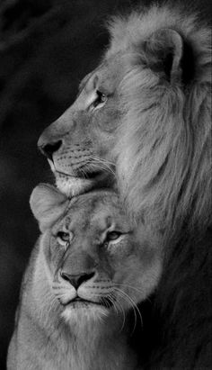 two lions sitting next to each other on a black and white background with trees in the background