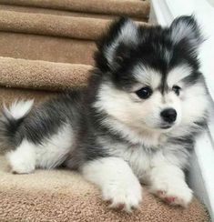 a small dog sitting on top of a set of stairs