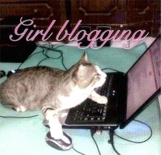 Cat On Computer, Cat Computer, Feminist Literature, Girl Blogging, Cats Photos, I Love Cinema, Computer Icon, Blogger Girl