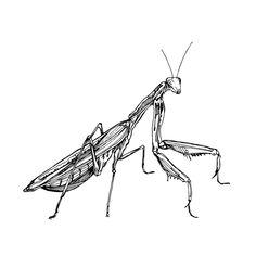 a drawing of a praying mantissa