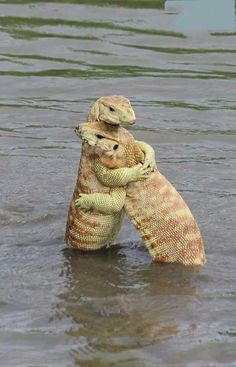 two lizards hugging each other in the water with their tails wrapped around one another's necks