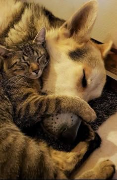 a cat and dog are sleeping together on the floor