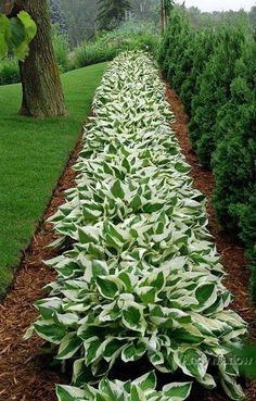 a long row of green and white plants next to a lush green lawn with trees in the background