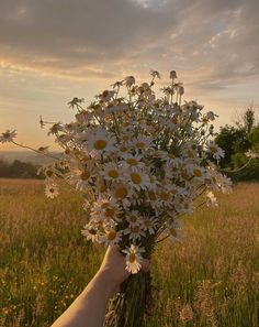 a person's hand holding a bouquet of daisies in the middle of a field