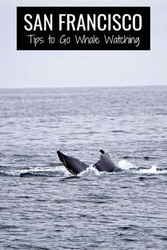 two humpbacks swimming in the ocean with text overlay reading san francisco tips to go whale watching