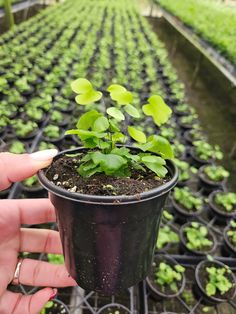 someone holding up a small potted plant in the middle of rows of other plants