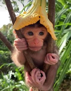 a monkey with a banana on its head