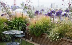 an outdoor garden with purple and white flowers