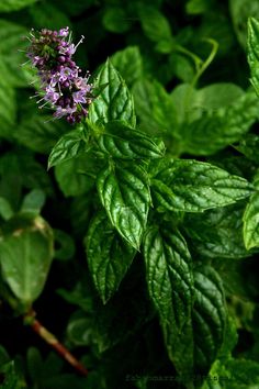 some green leaves and purple flowers on the ground