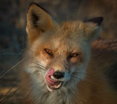 a close up of a fox with its tongue out and it's mouth open