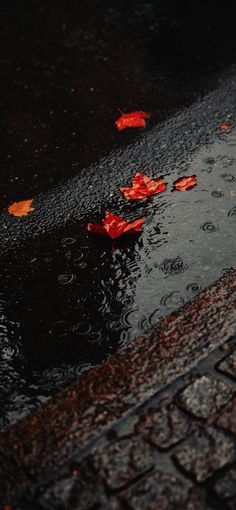 red leaves floating on the wet ground next to a street curb with water puddles