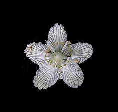 a white flower on a black background