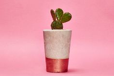 a small cactus in a white and red pot on a pink background with space for text