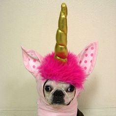 a small dog wearing a pink and gold unicorn hat on top of it's head