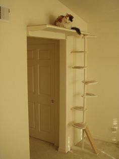 two cats sitting on top of a shelf in the corner of a room with an open door