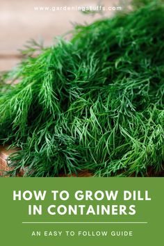 green dill with text overlay how to grow dill in containers