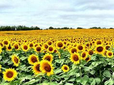 a large field of sunflowers with trees in the background